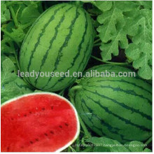 NW22 Luanla Good watermelon seeds factory best vegetable seeds